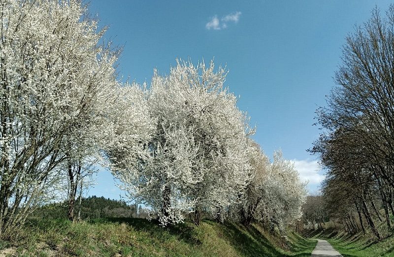 Prognoz Meteo Aprilie Mai Cum Va Fi Vremea De S Rb Torile